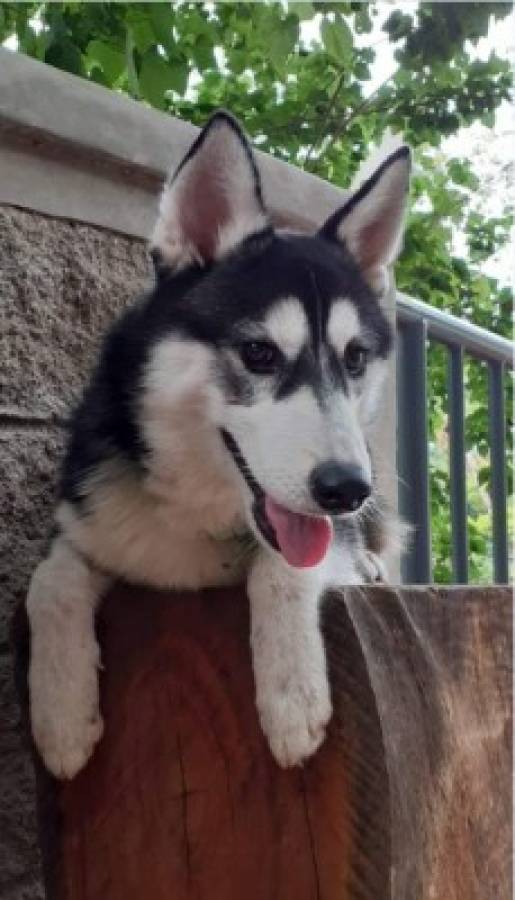 Huskylandia Hn, una manada de amigos unidos por el bien de sus mascotas