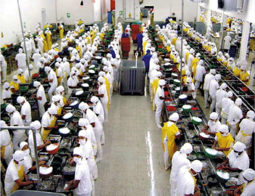 Producción de camarones alcanzará 47 millones de libras