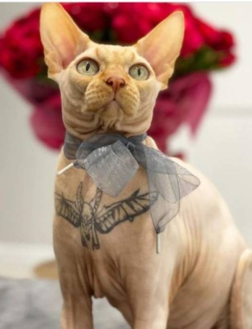 Elena Ivanickay, la influencer que tatuó a su gato para conseguir popularidad