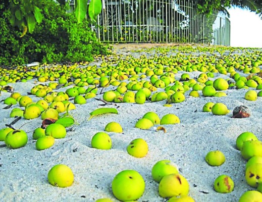 La manzanilla, árbol letal