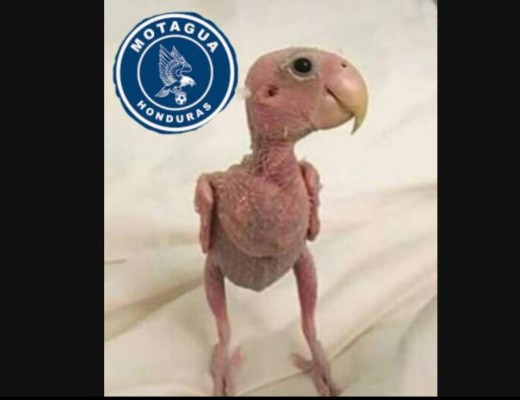 Con memes destrozan a Motagua tras perder final ante Saprissa