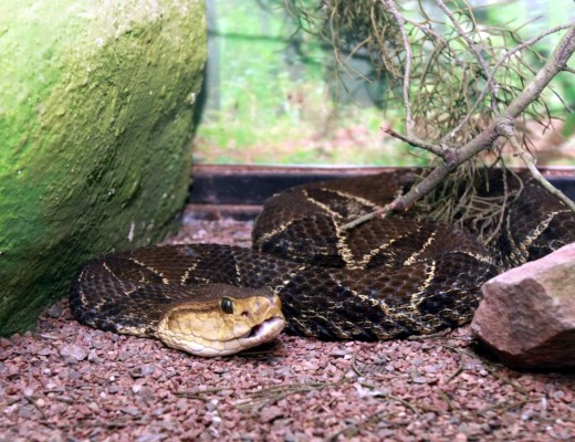 Por concluirse el nuevo recinto para las serpientes del Rosy Walther