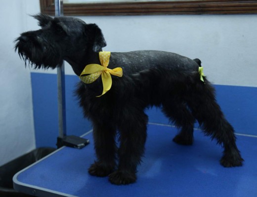 Lo que no sabía de los Schnauzer