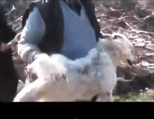 Indignante ritual búlgaro del 'giro del perro' &nbsp;&nbsp;