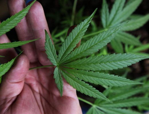 Proponen venta de marihuana en capital de México