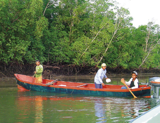 Promueven la extracción sostenida de curiles en el sur