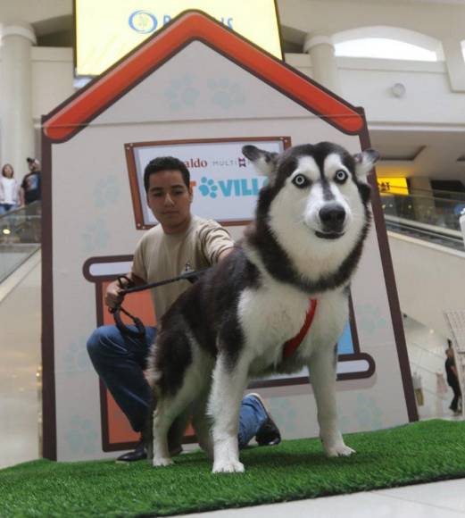¡Adorables! Los “puppies” más tiernos de la pasarela de Pet Ville