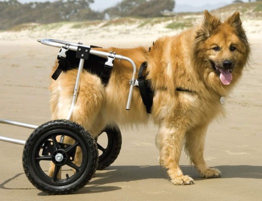 Displasia de cadera en su mascota ¿Qué hacer?