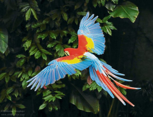 Los otros símbolos patrios de Honduras