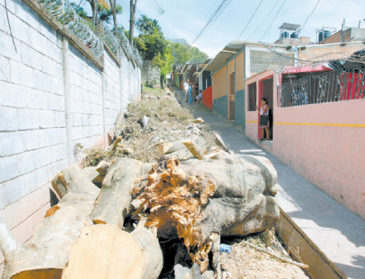 Frondosos árboles y muros a punto de caer
