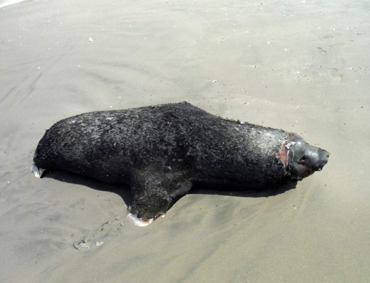 Aparecen muertos 21 delfines, 11 tortugas y lobos marinos en playa de México