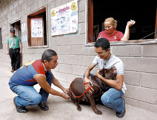 Honduras reporta 22 casos de rabia canina