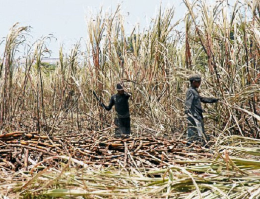 Fecamco: Expropiaciones atentan contra la democracia hondureña