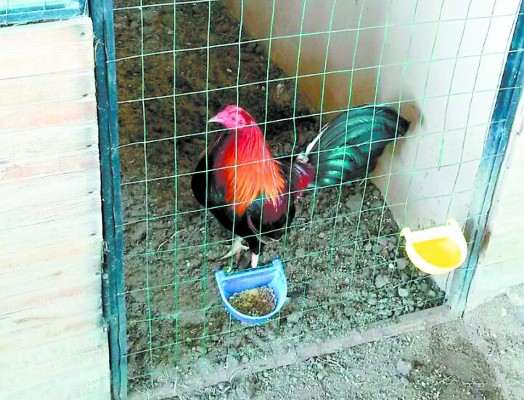 200 gallos de pelea a la OABI