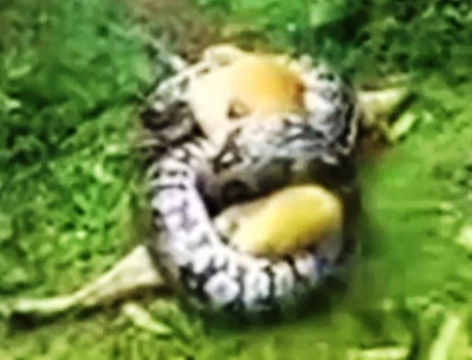 Una pitón intenta comerse a un perro