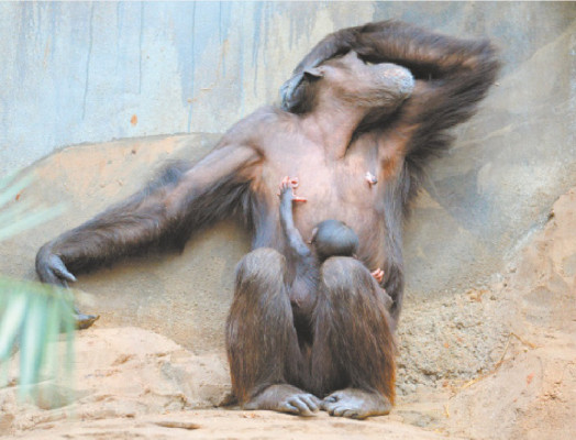 Sonrisas que arranca la Curiosa vida animal