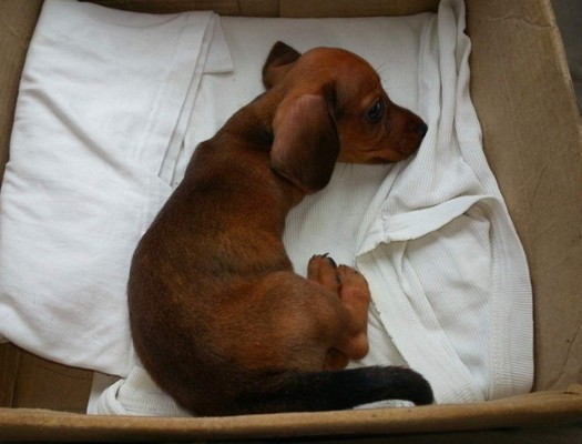Perrito de dos patas