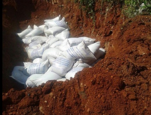 Entierran frijoles etíopes en Honduras