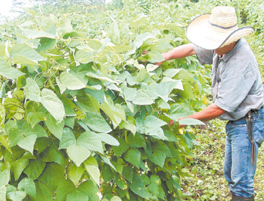 Cultivarán variedad de frijol mejorado en Honduras