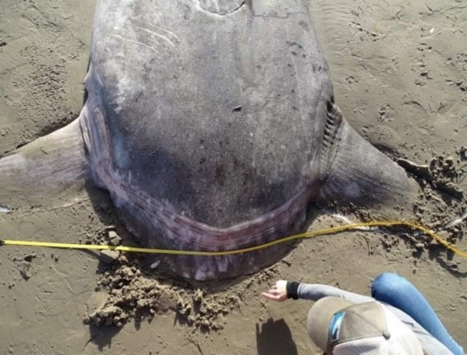 El enorme y aterrador pez que apareció en una playa de California, Estados Unidos