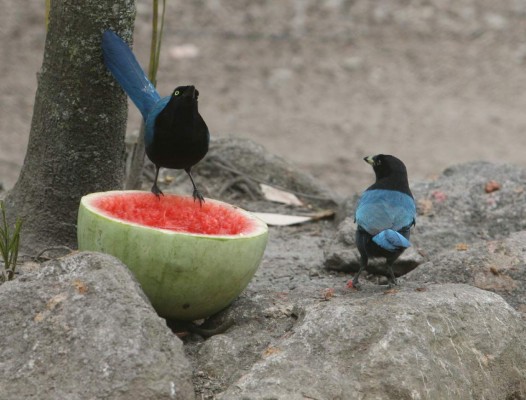 Zoológico Rosy Walther, un destino hermoso en la capital de Honduras