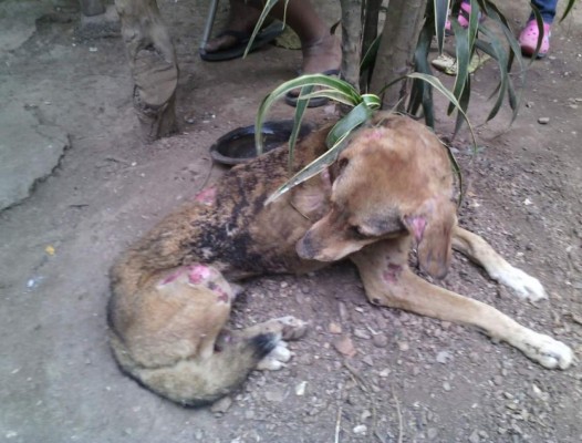 Demente le prende fuego a perro y casi provoca tragedia en Catacamas