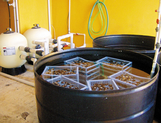 Promueven la extracción sostenida de curiles en el sur