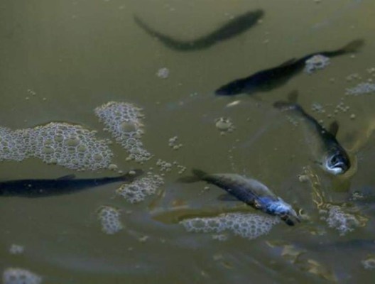 La sequía en California amenaza con matar árboles y salmones