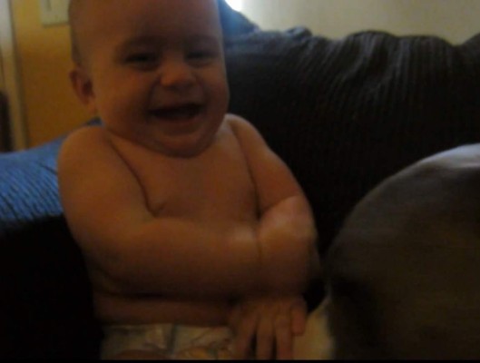 VIDEO: El pitbull que hace reír a carcajadas a un bebé