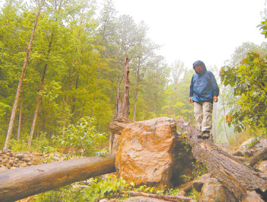 Destrucción forestal por siembra de café
