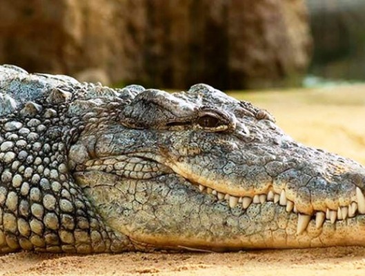 Venganza contra cocodrilo