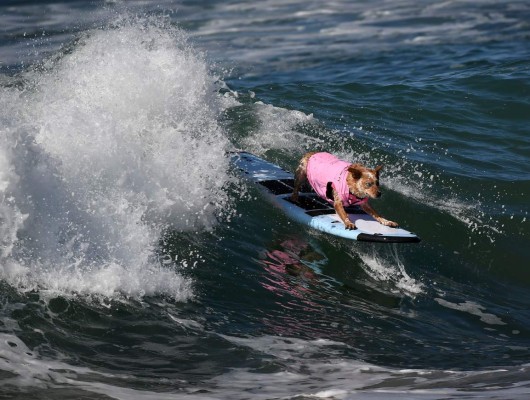 Perros participan en peculiar competencia de surf