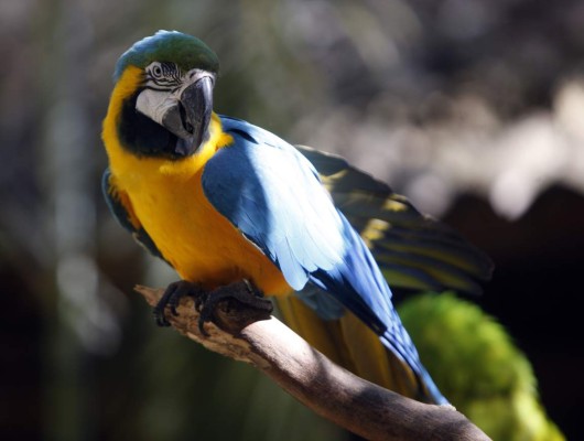 Ginger, el vuelo de una guacamaya