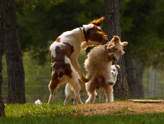 ¿Por qué debe esterilizar a su mascota?