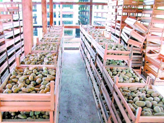 Alcaldías buscan asumir control del centro experimental de papa