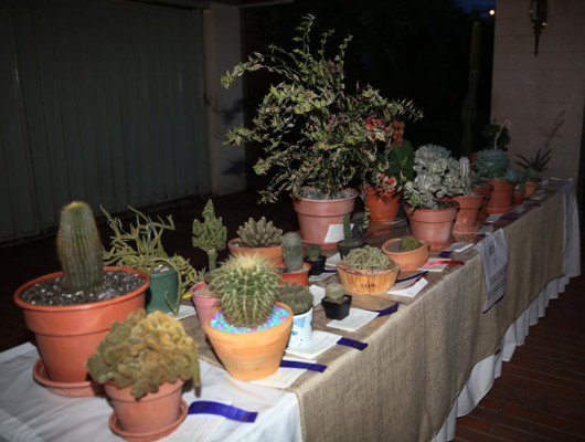 Exposición Jardineras sin Límites