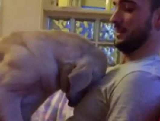 Un perro arrepentido