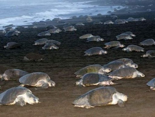 Centroamérica preocupada ante informe de reducción de especies marinas