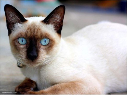 El top 10 de los gatos más bellos del mundo   