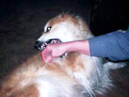 Wyoming confirma primer caso de rabia humana