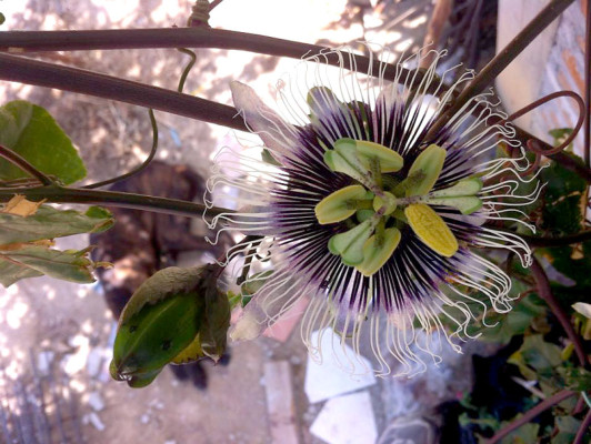 EL HERALDO te premia en el Día de la Tierra
