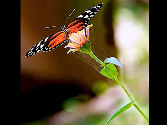 EL HERALDO te premia en el Día de la Tierra