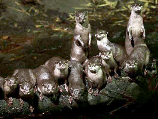 Nutrias recuperan estuario amenazado por las algas