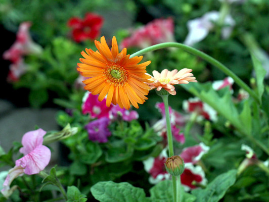 La naturaleza que inspiró a Siguatepeque