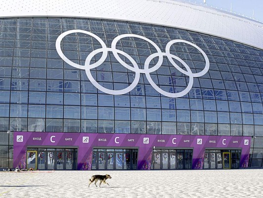 Matan a perros callejeros en Sochi