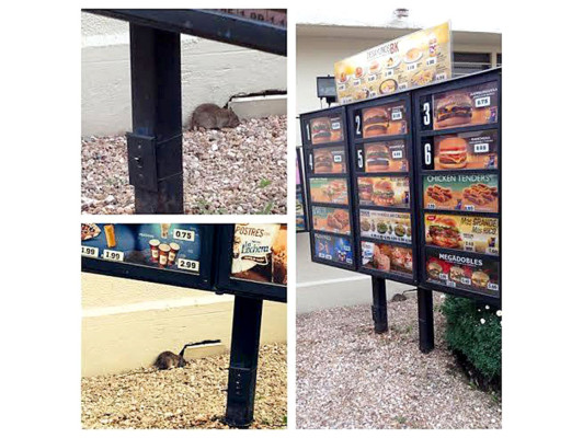 Clausuran local de comida rápida por falta de higiene