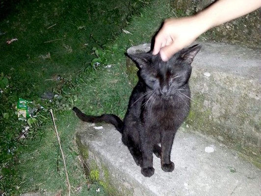 Así celebran hondureños el Día del Gato