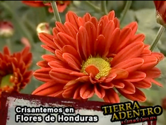 Tierra Adentro visita Flores de Honduras