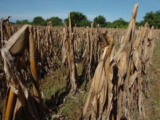 Guatemala declarará estado de calamidad pública por sequía