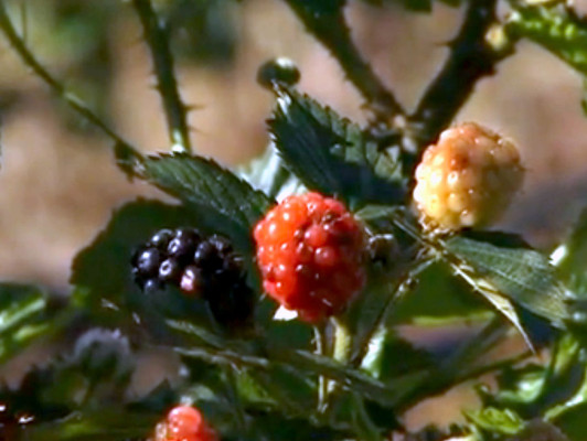 Tierra Adentro le trae el exquisito sabor de la mora
